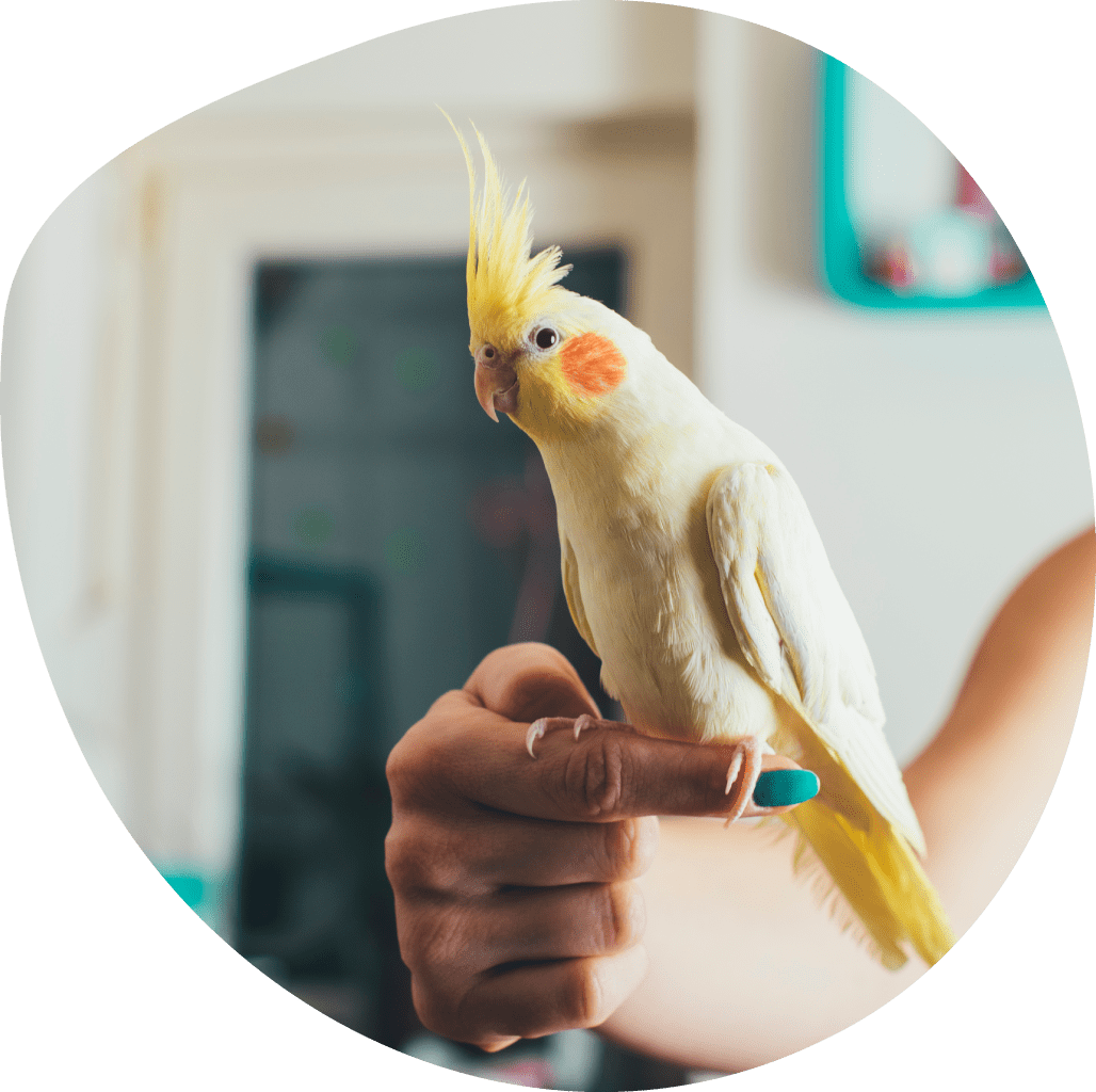 Cockatiel Bird