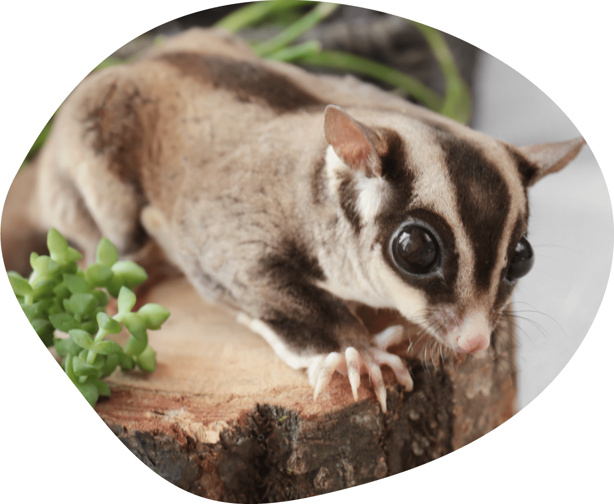 cute pet sugar glider sitting on decorative tree stump