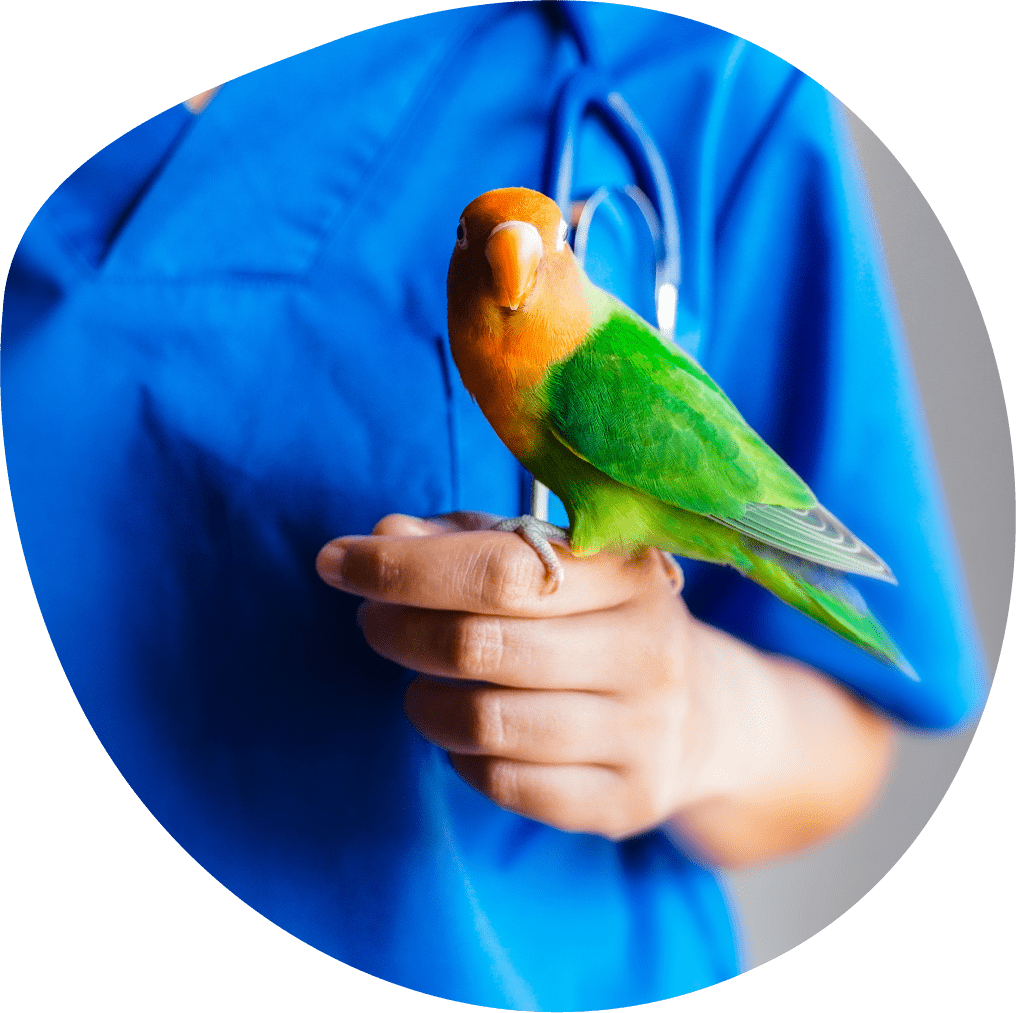 lovebird parrot perched on veterinarian's hand