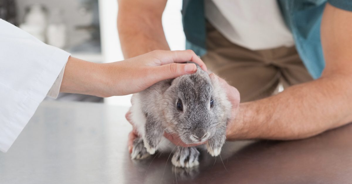 male owner holding rabbit during appointment at vet for rabbit straining