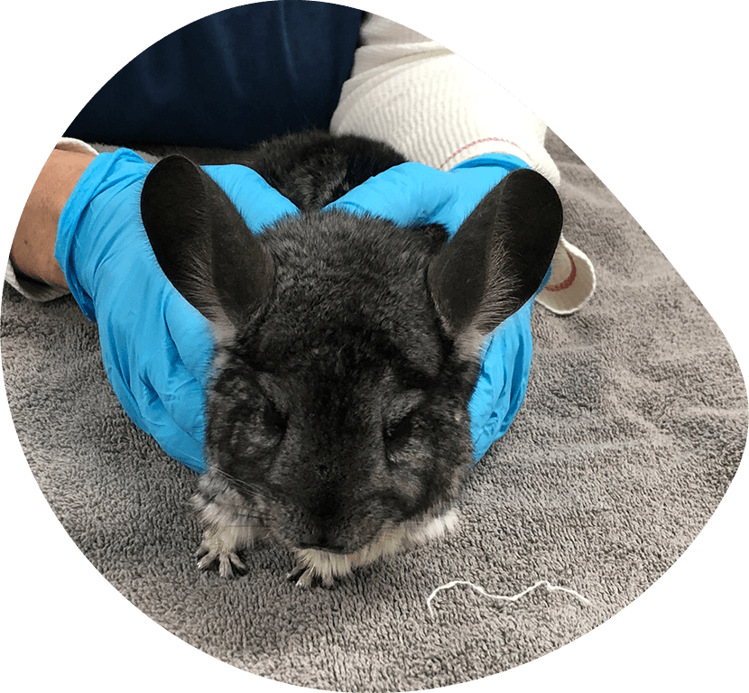 closeup of gray chinchilla being held by vet