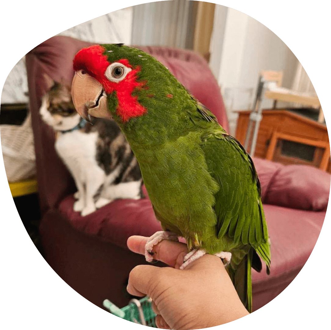 Person Holding Parakeet