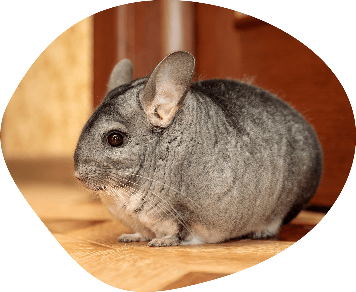 small gray pet chinchilla on floor