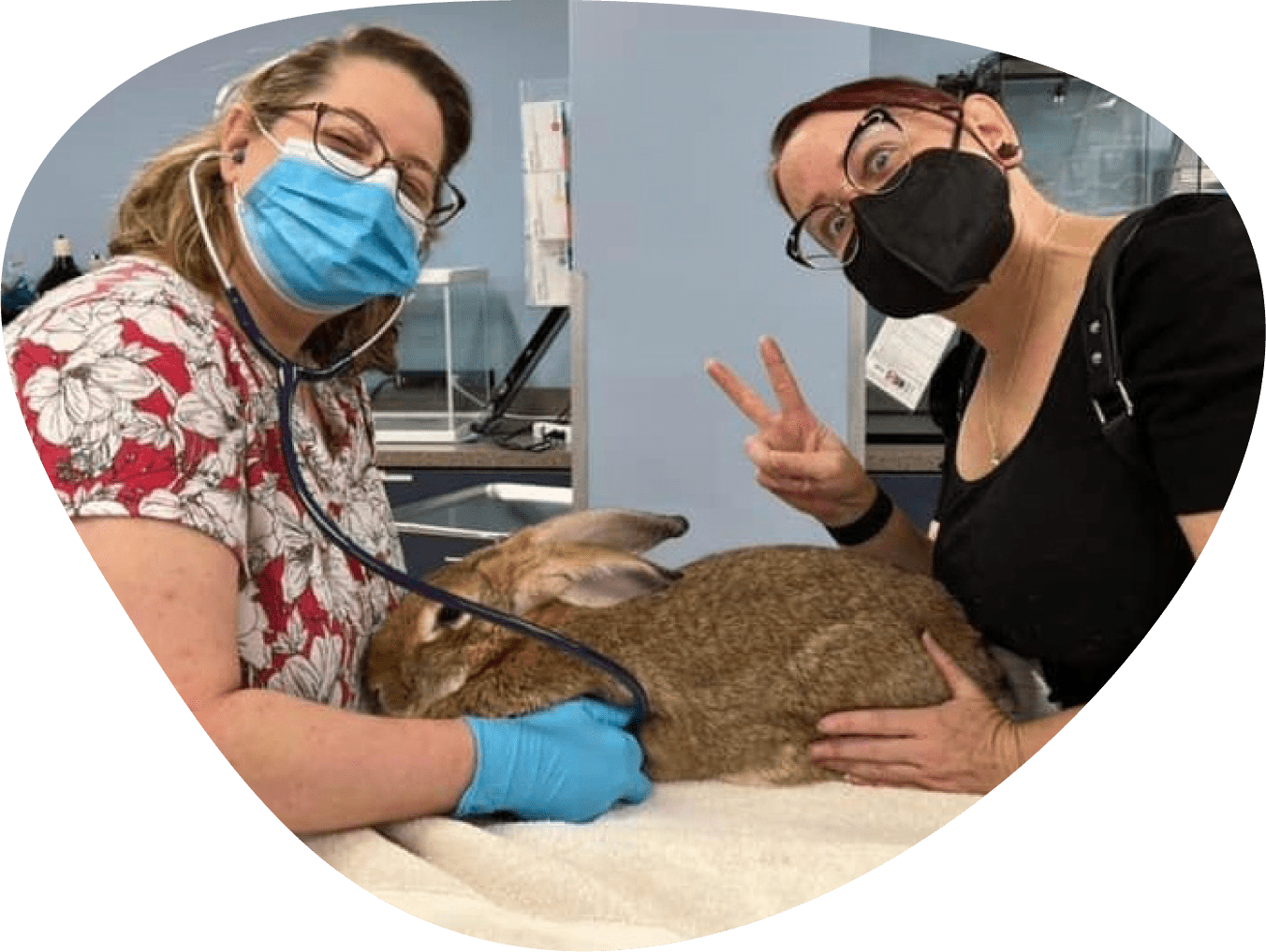 two female veterinarians caring for a large rabbit